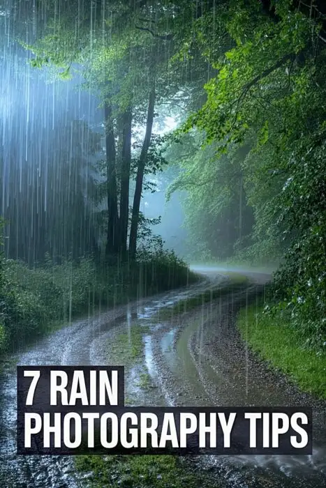 Dense green forest shot showing moody rain photography style with fog and cinematic light rays